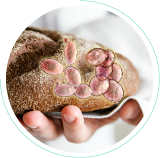 M-Gard 專利非變性酵母葡聚糖的關鍵源自於藏在麵包酵母裡的健康密碼