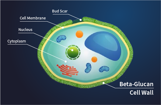 麵包酵母細胞結構