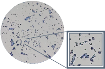 M-Gard 酵母葡聚糖保持原態結構